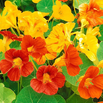 Nasturtium Seeds – Mixed Colors