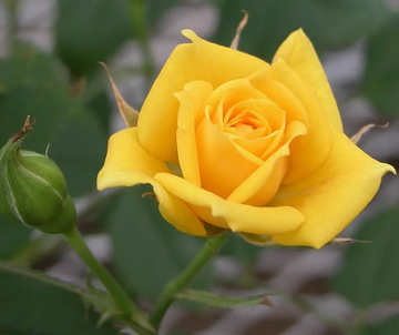 Rose Seeds – Yellow