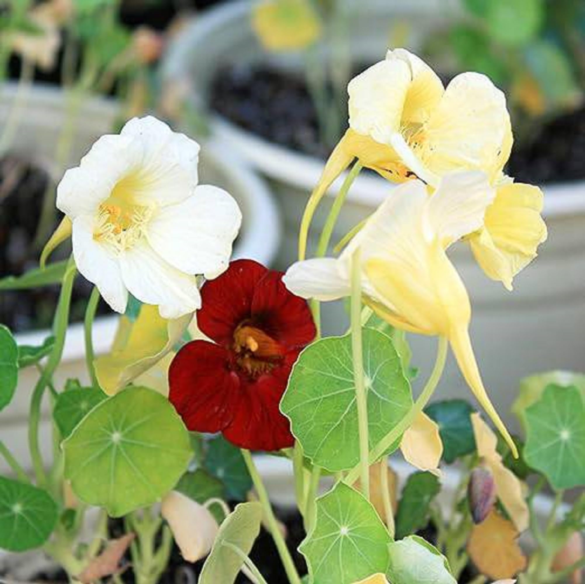 Nasturtium Seeds – Night and Day