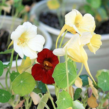 Nasturtium Seeds – Night and Day