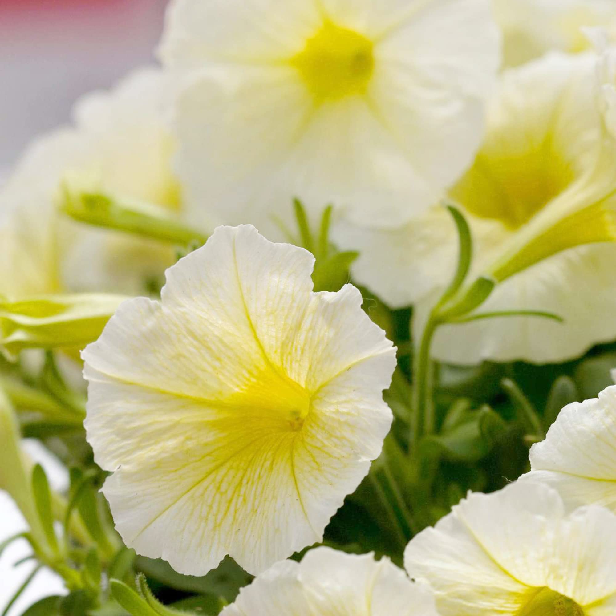 Petunia Seeds - Shock Wave Yellow