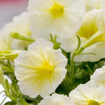 Petunia Seeds - Shock Wave Yellow