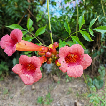 Hummingbird Vine Seeds – Scarlet Trumpet