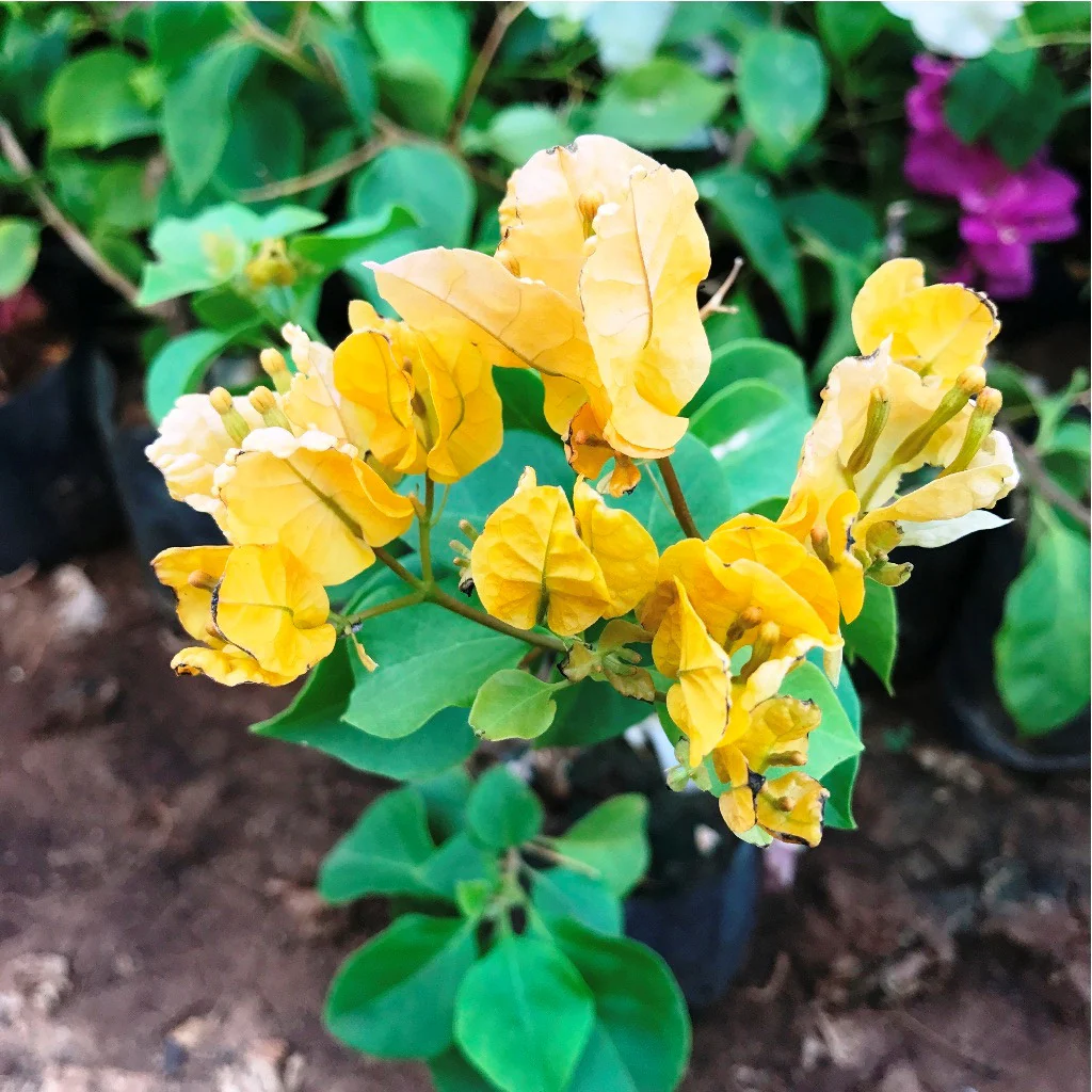 Bougainvillea Seeds – Yellow