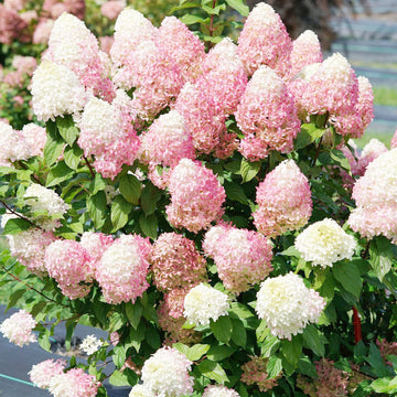 Hydrangea Seeds – Strawberry