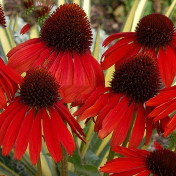 Coneflower Seeds – Dark Red