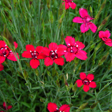 Dianthus Seeds – Flashing Lights Deltoides