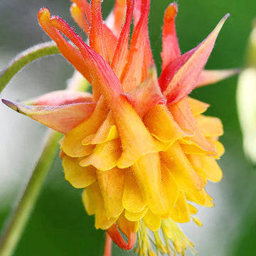 Columbine Seeds – Double Orange Yellow