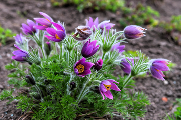 Anemone Seeds – Violet