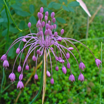 Garlic Seeds - Keeled