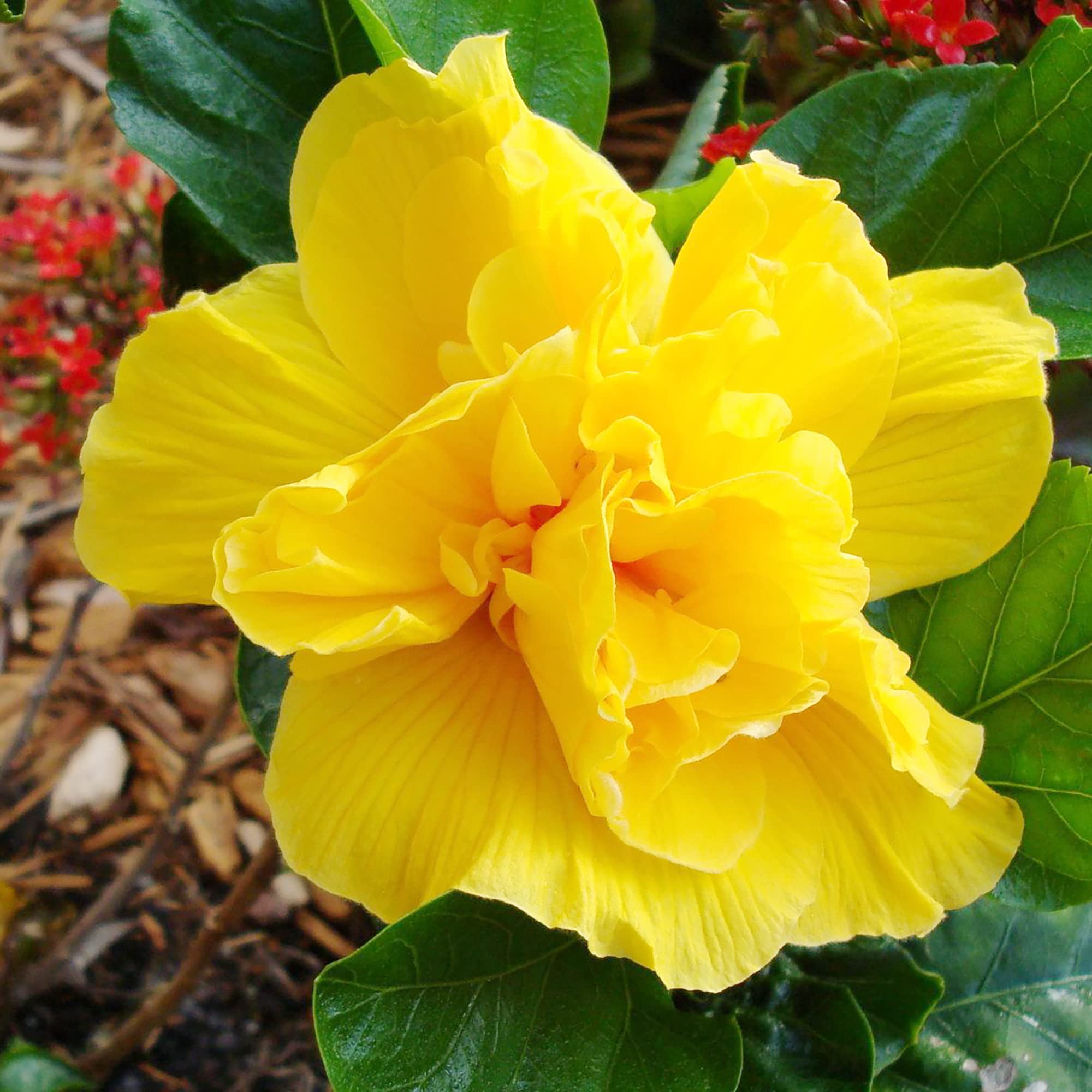 Hibiscus Seeds – Double Yellow