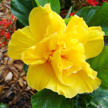 Hibiscus Seeds – Double Yellow