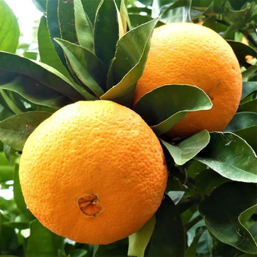 Orange Seeds – Sweet Navel