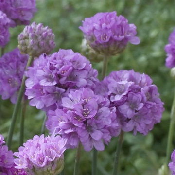 Armeria Seeds - Ballerina Lilac