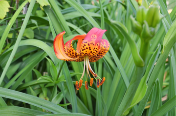 Leopard Lily Seeds – Perennial