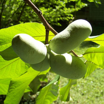 Pawpaw Seeds – Asimina Triloba