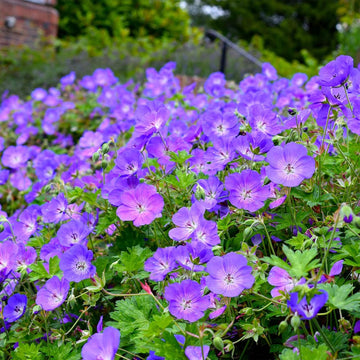 Geranium Seeds – Rozanne