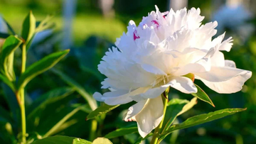 Peony Seeds - White