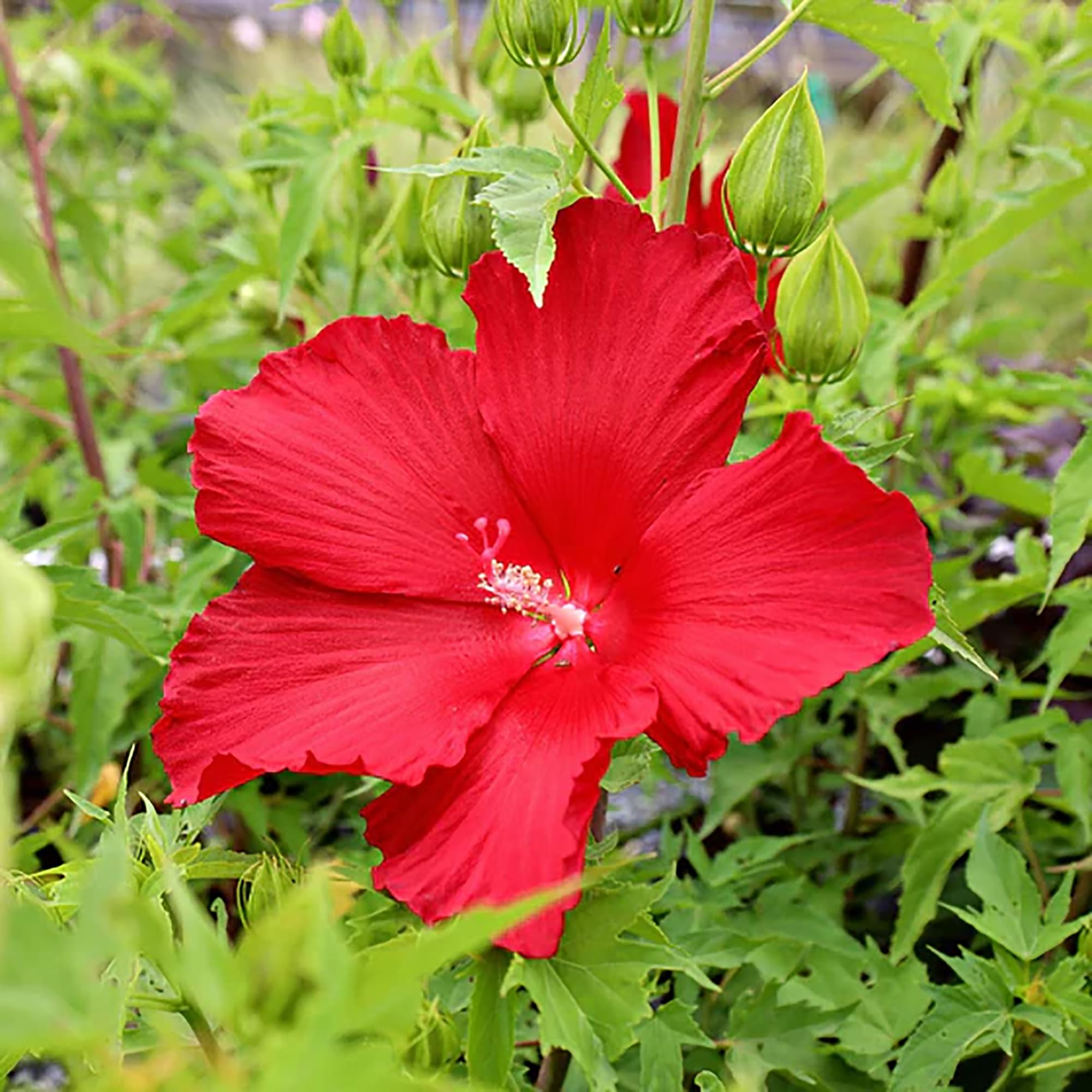 Hibiscus Seeds – Red Hardy