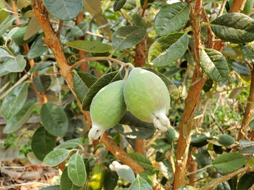 Pineapple Guava Seeds