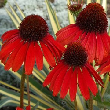 Echinacea Seeds – Red Coneflower