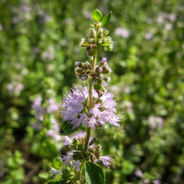 Pennyroyal Seeds – Perennial Ground Cover