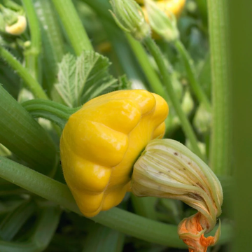 Scallop Squash Seeds – Patty Pan Sunburst