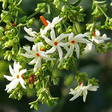 Night Blooming Jasmine Seeds – Fragrant White Blooms