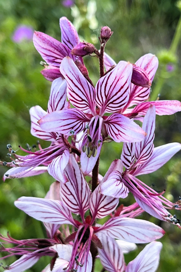 Dictamnus Seeds – Mixed