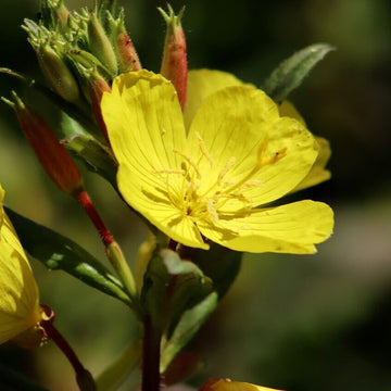 Evening Primrose Seeds – Cutleaf  Heirloom & GMO