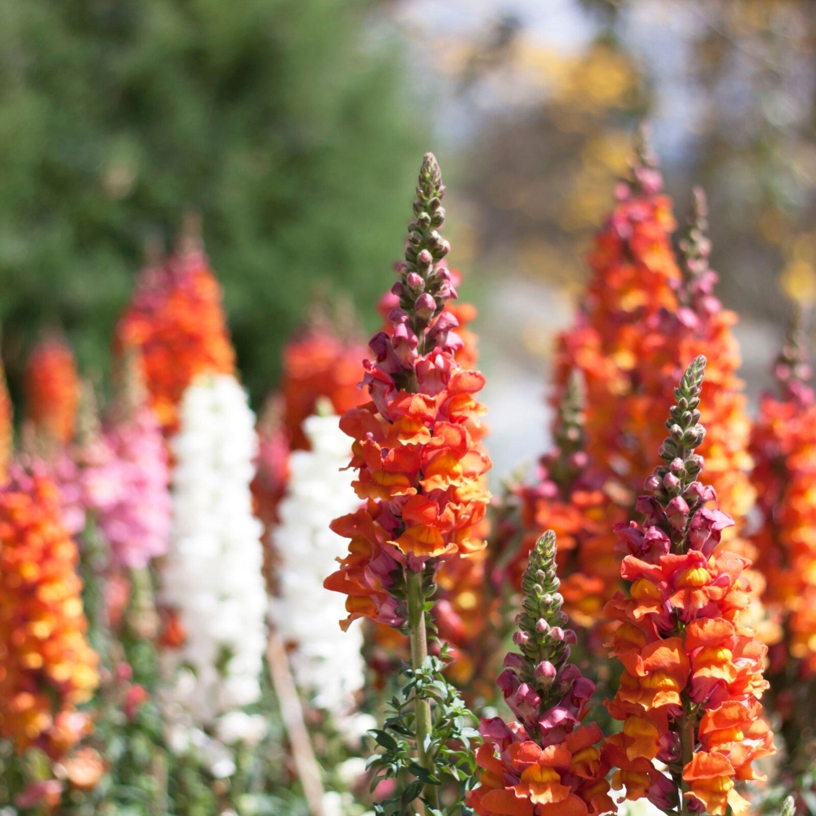 Snapdragon Seeds – Antirrhinum Majus, Heirloom