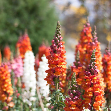 Snapdragon Seeds – Antirrhinum Majus, Heirloom