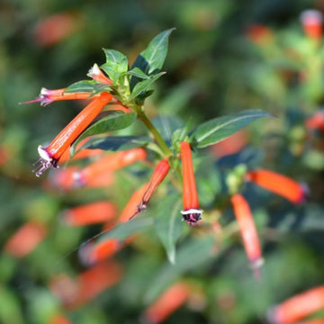 Cuphea Seeds – Ignea