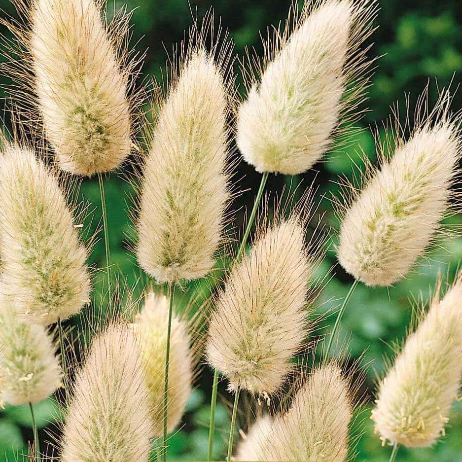 Lagurus Ovatus Seeds – Hare’s Tail Grass