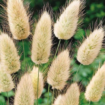 Lagurus Ovatus Seeds – Hare’s Tail Grass