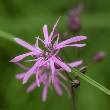 Ragged Robin Seeds – Perennial