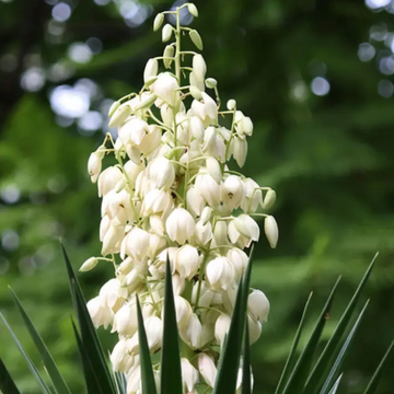 Yucca Seeds – Hardy Desert Plant