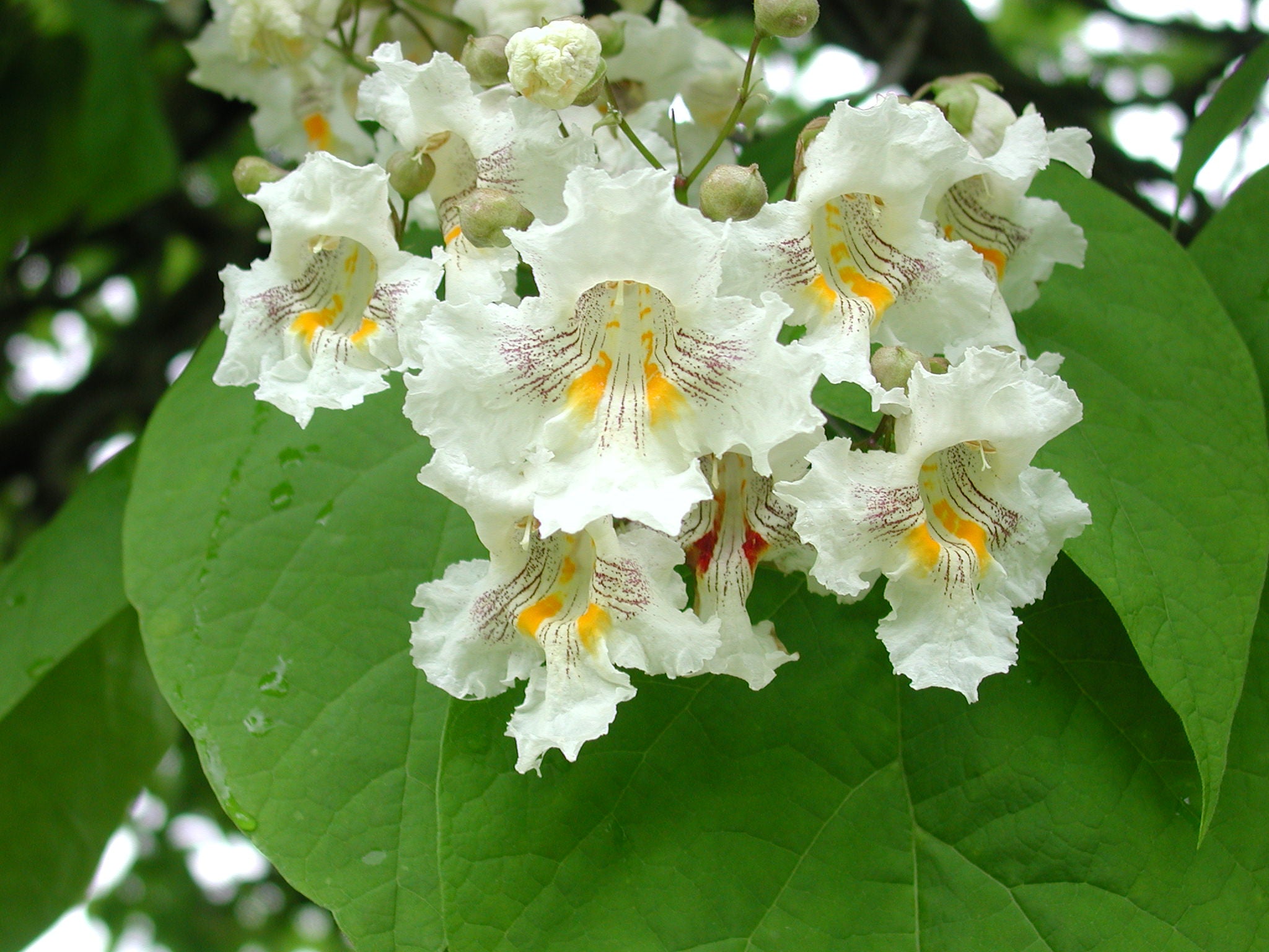 Catalpa Seeds – Northern