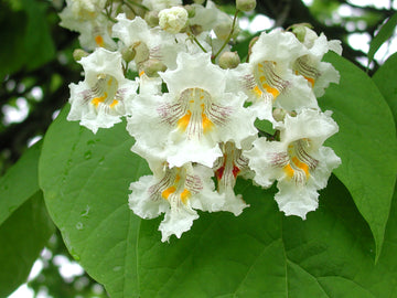 Catalpa Seeds – Northern