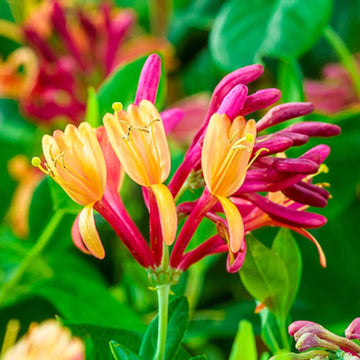 Honeysuckle Seeds – Gold Flame