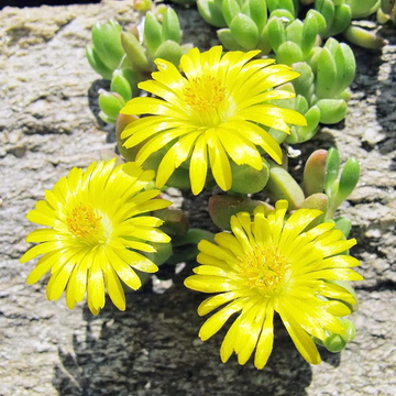 Ice Plant Seeds – Yellow