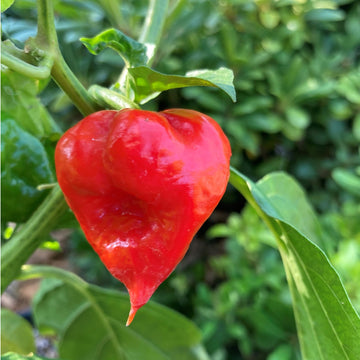 Pepper Seeds – Devil's Tongue Hot