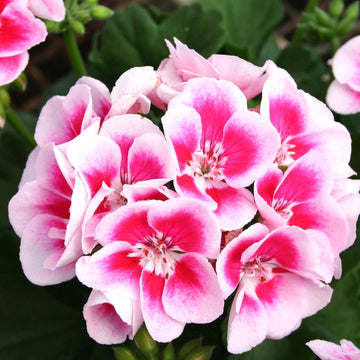 Geranium  Seeds