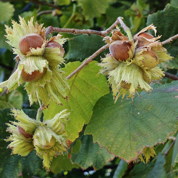 Hazelnut Seeds – Corylus Avellana