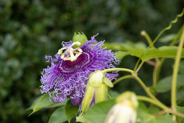 Passiflora Incarnata Seeds – Passion