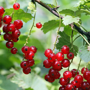 Currant Seeds – Red