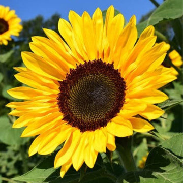 Sunflower Seeds – Dwarf Grey Stripe