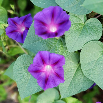 Morning Glory Seeds – Purple