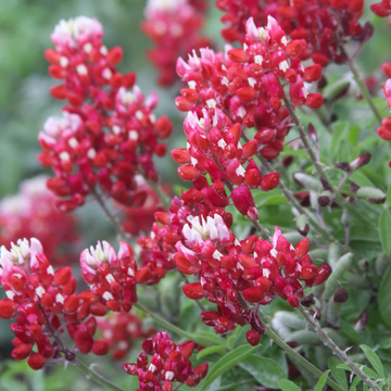 Bluebonnet Seeds – Red Texas