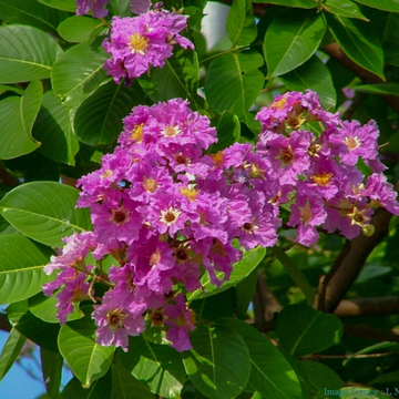 Lagerstroemia Speciosa Seeds – Queen’s Crape Myrtle